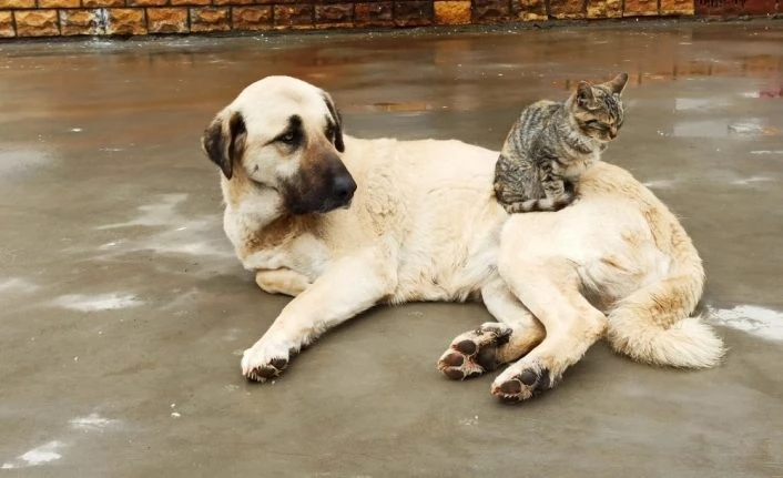 Köpek ve kedinin kıskandıran dostluğu