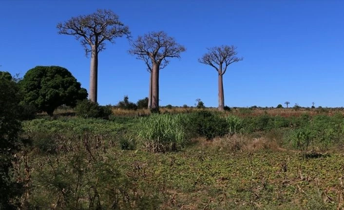 Madagaskar