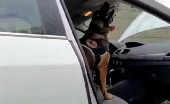 Narkotik köpeği tepki verdi, uyuşturucu lambanın arkasından çıktı