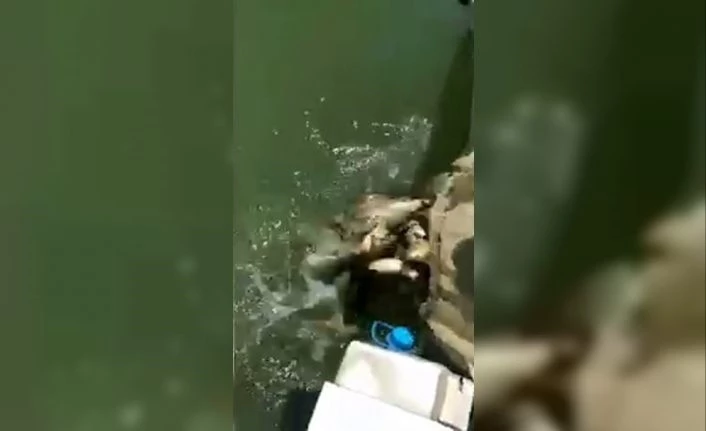 Pet şişeyi gören jandarma, torbalarla saklanan balıkları kurtardı