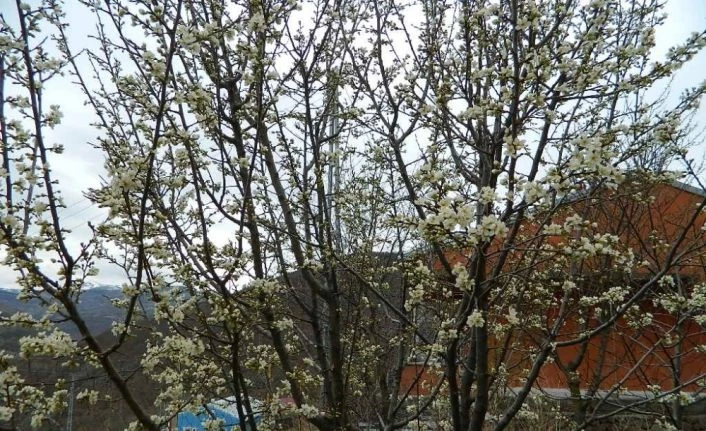 Posof baharla kış mevsimini bir arada yaşanıyor