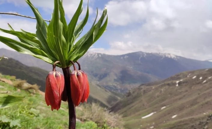 Şemdinli’de ters laleler açtı