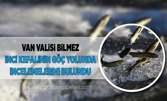 Van Valisi Bilmez inci kefalinin göç yolunda incelemelerde bulundu