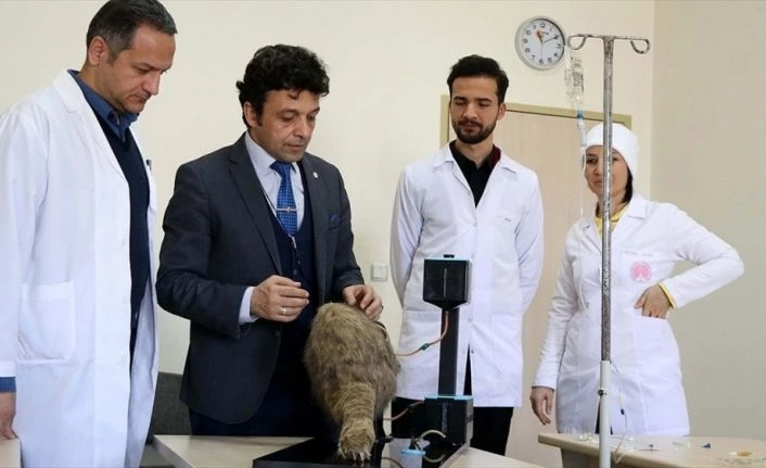 Veteriner hekim adaylarının el becerileri simülatör yardımıyla gelişecek