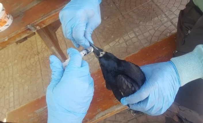 Yaralı Ekin kargası tedavi altına alındı