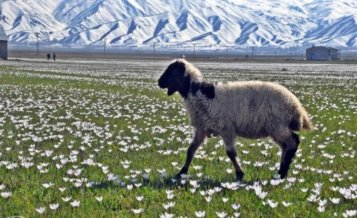Yüksekova’da baharın müjdeleyicisi kardelenler gün yüzüne çıktı