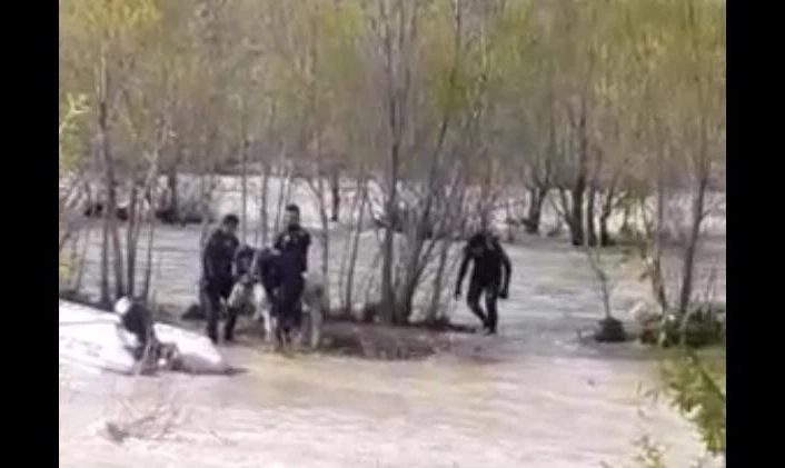 Aras Nehri’ne düşen danayı AFAD kurtardı