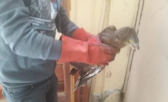 Arı Şahini ve Erguvani balıkçıl Kars’ta tedavi altına alındı