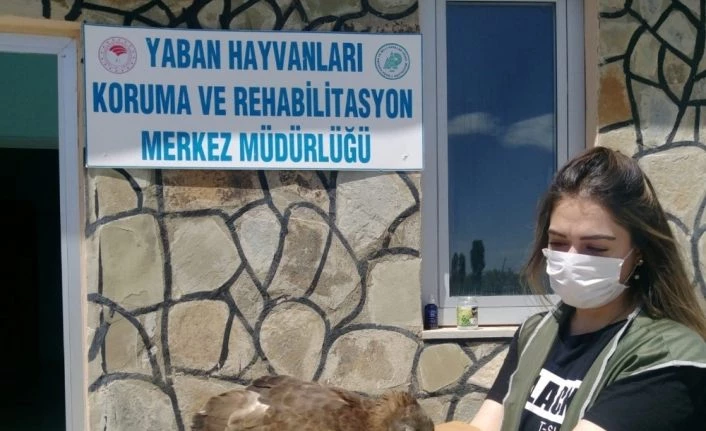 Van'da arı şahini ve kaya güvercin tedavi altına alındı
