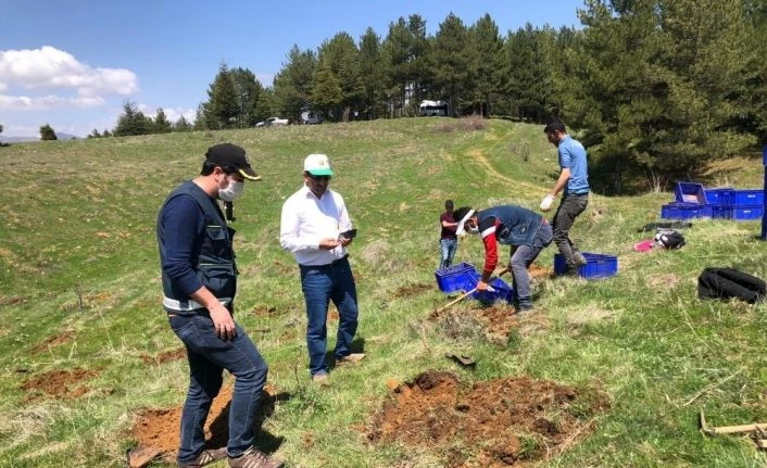 Bal ormanına 5 bin adet fidan dikildi