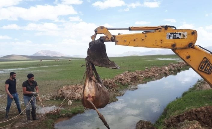 Van'da beli kırılan inek iş makinesi ile kurtarıldı