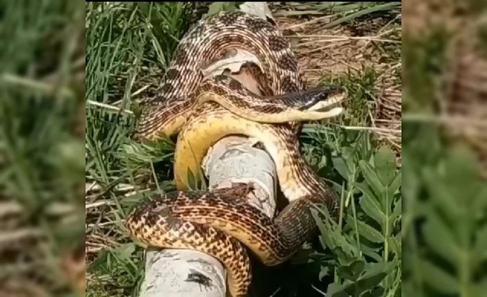 Bingöl’de görülen devasa yılan korkuttu