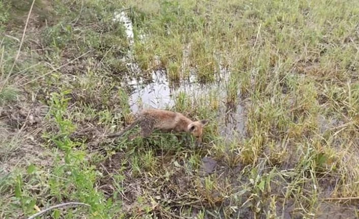 Bitkin halde bulunan tilki, bakımı yapılıp doğaya bırakıldı