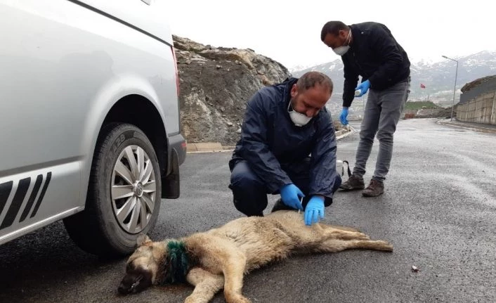 Boynuna inşaat teli dolanan köpek kurtarıldı