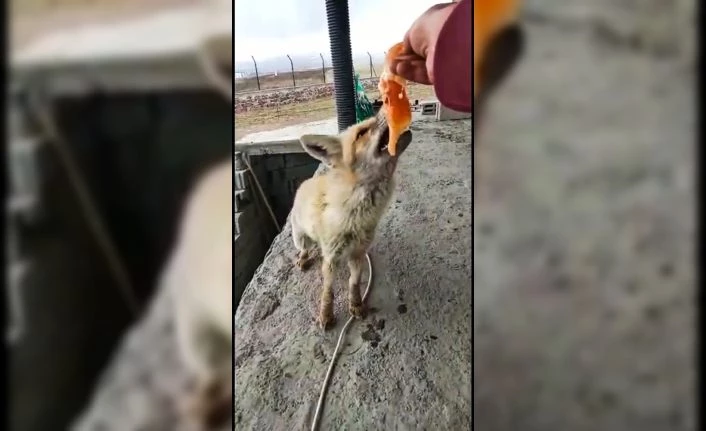 Dost olduğu tilkiyi her gün eliyle besliyor