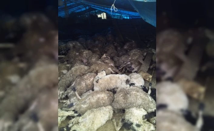 Elazığ’da kurtlar, 120 koyunu telef etti