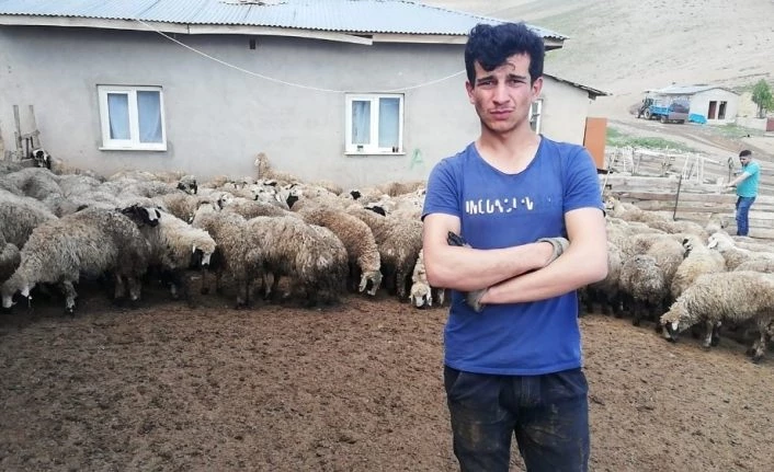 Erzincan’da 80’e yakın kuzu ahırdan çalındı