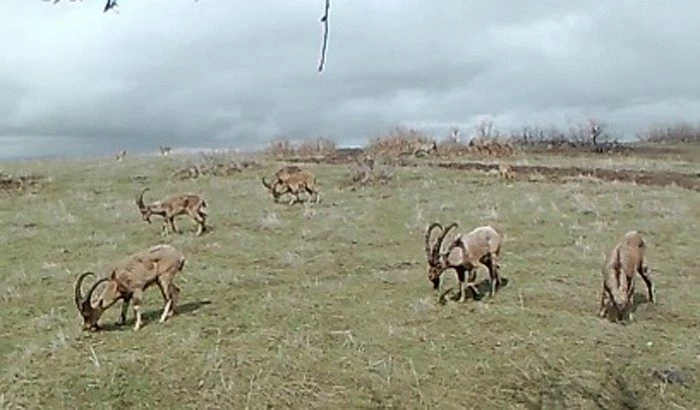 Foto kapanlar yaban hayatını görüntüledi