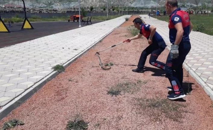 İtfaiyeden yılan operasyonu