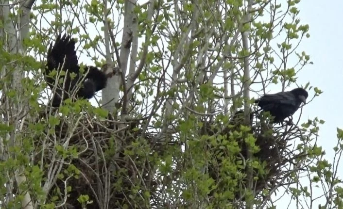 Kars’ta aşırı rüzgardan 14 köy zarar gördü