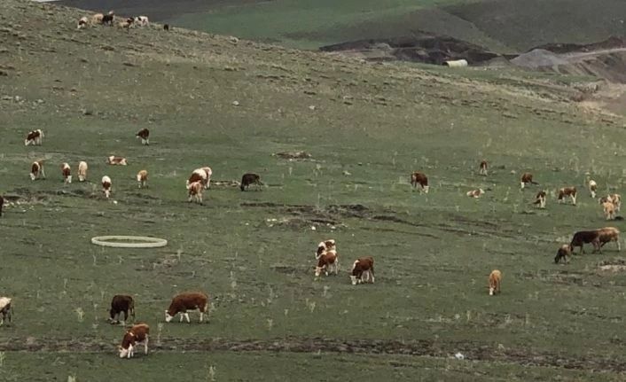 Kars’ta hayvanlar meralara çıktı