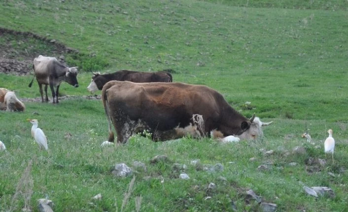 Kars’ta sığır balıkçılı görüldü