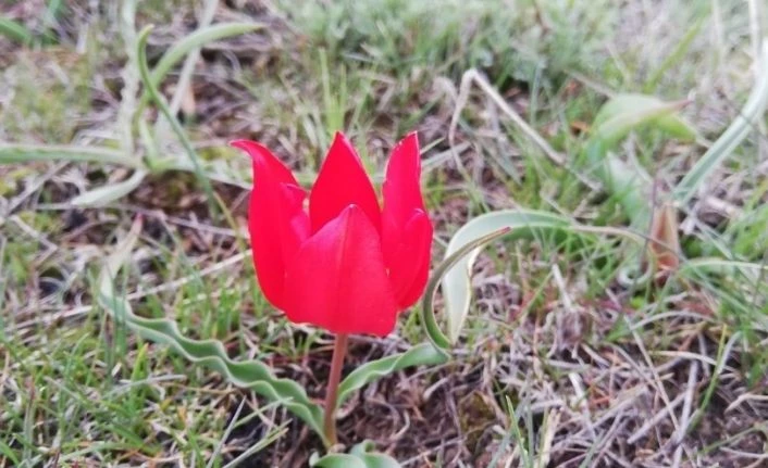 Kırmızı laleler görsel şölen oluşturdu