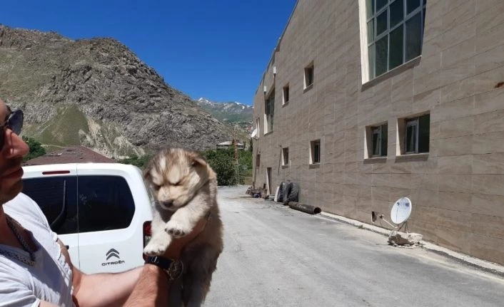 Köpek yavruları sağlık taramasından geçti