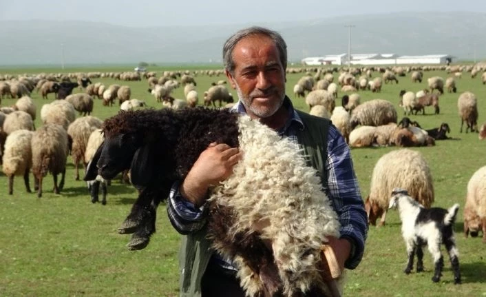 Kuzuların anneleriyle renkli buluşması