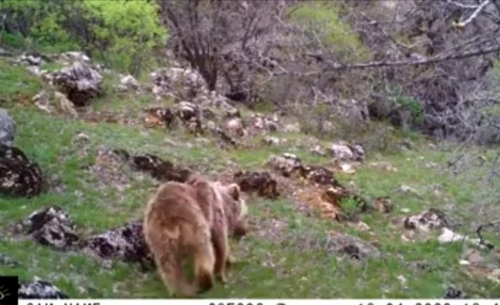 Malatya’da fotokapan ayı yakaladı