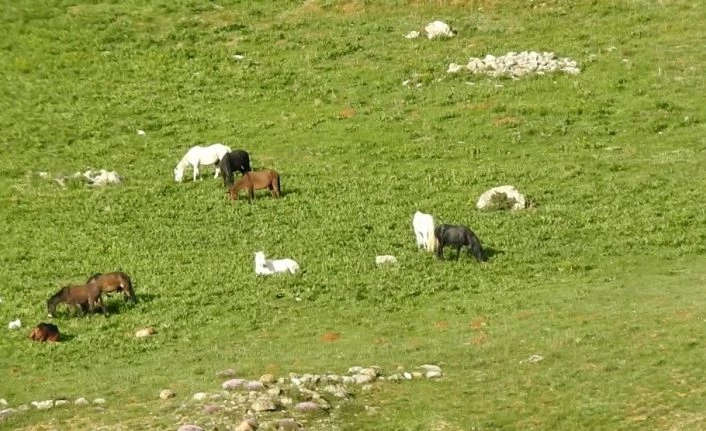 Munzur Dağlarındaki yılkı atları görüntülendi