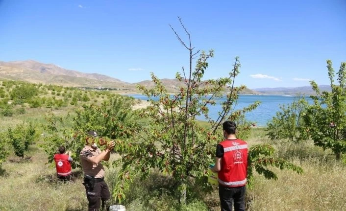 Robinson Ziya dedenin kirazları yetişti, Vefalı eller topladı, 65 yaş üstüne ulaştırdı