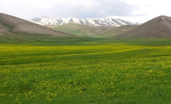 Van'da sarıya bürünen yaylalar cezbediyor