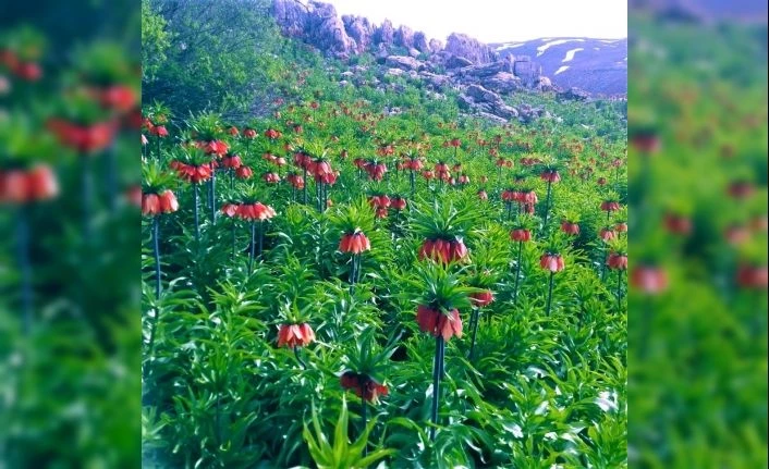 Tunceli’de ters lalelerin, görsel şöleni devam ediyor