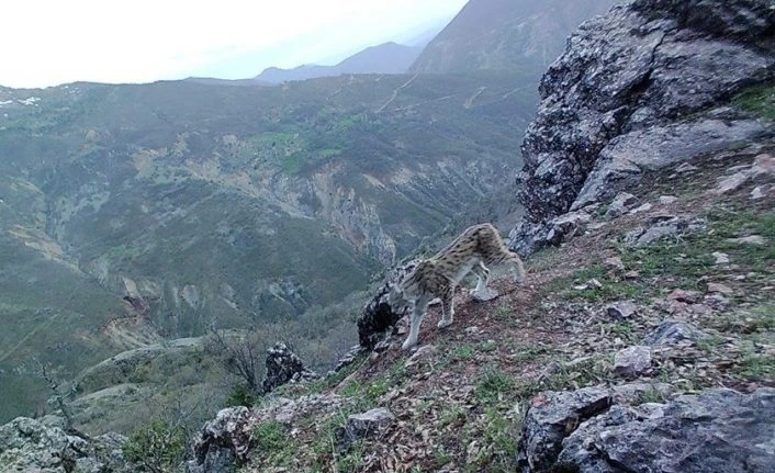 Tunceli’nin yaban hayatı foto kapanla görüntülendi