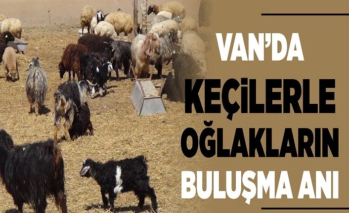 Van’da keçilerle oğlakların buluşma anı