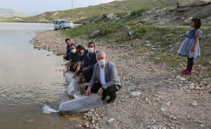 Van’daki göl ve göletlere 180 bin balık yavrusu bırakıldı