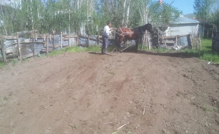 Varto’da kara sabanların yerini atlar aldı