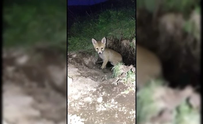 Yavru tilki böyle görüntülendi