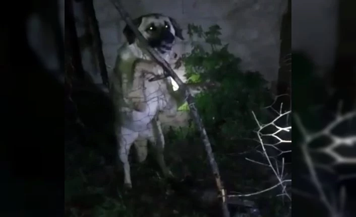 Yüksekova’da tellere takılan köpeği itfaiye ekipleri kurtardı