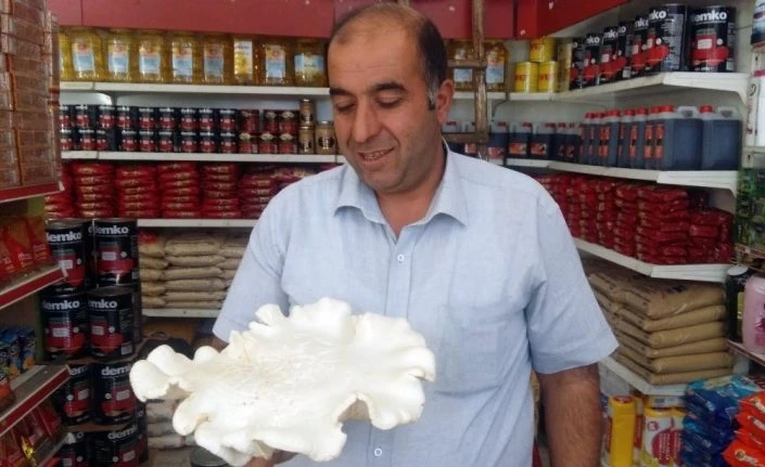 1 kilo ağırlığındaki mantar görenleri şaşırttı