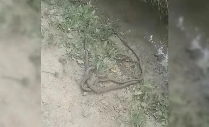 2 metre boyundaki yılanların dansı kamerada