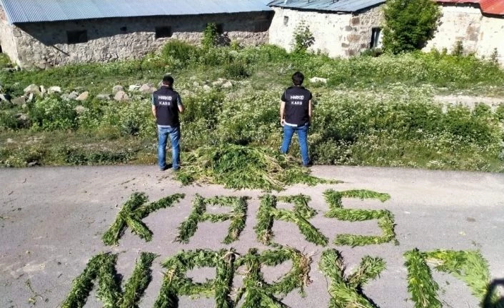Akyaka’da 6 bin 155 kök kenevir ele geçirildi