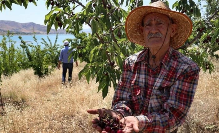 Bakan Pakdemirli'nin talimatıyla 'Robinson Ziya'nın adasında hasat yapıldı