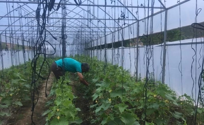 Başkan Demircan’dan fide desteği