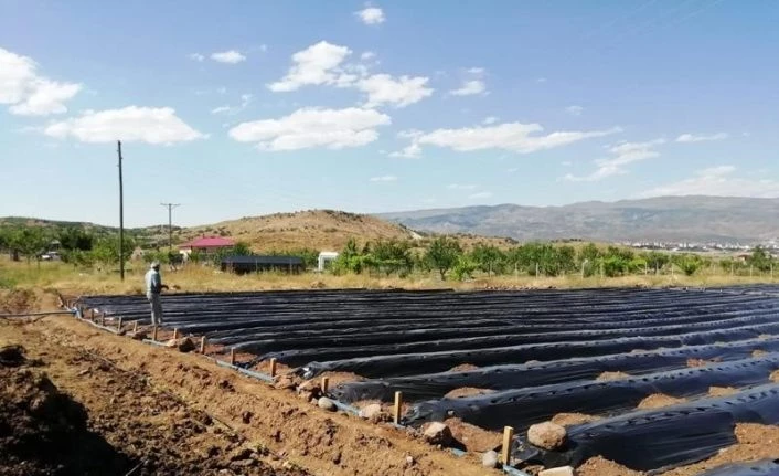 Bingöl’de 8 adet kapama çilek bahçesi kuruldu