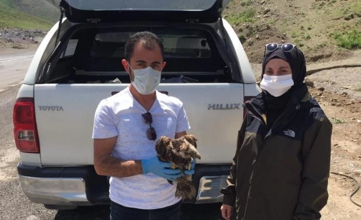 Bitkin bulunan yavru kızıl şahin koruma altına alındı