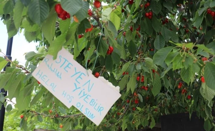Bu kirazdan isteyen herkes yiyebilir