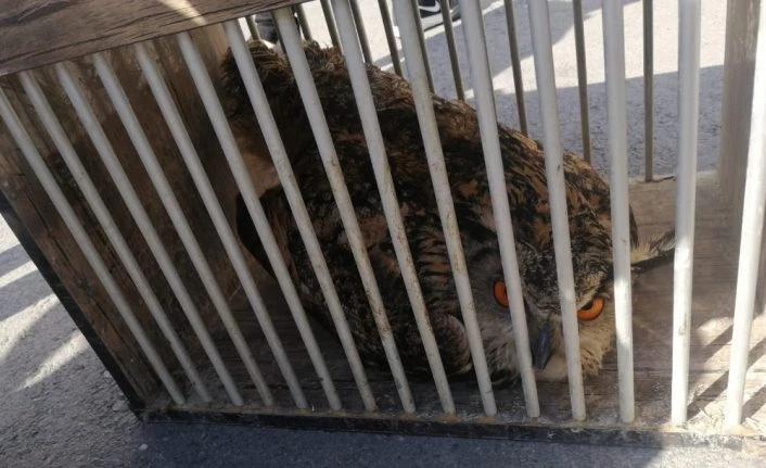 Van Muradiye'de bulduğu boynuzlu baykuşu kucağında taşıyarak polise teslim etti