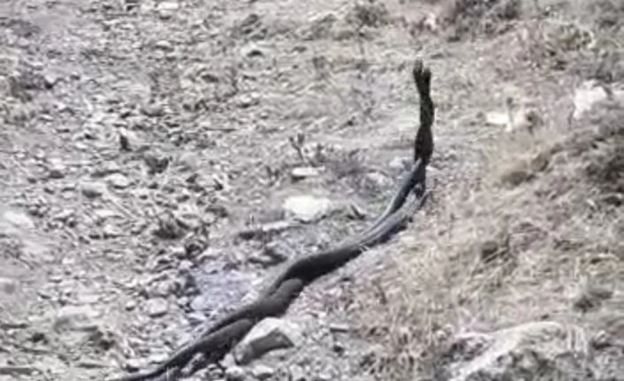Çukurca’da yılanların dansı